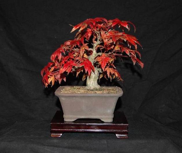 Dennis Coad Maple