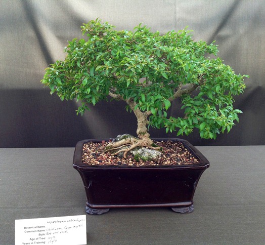 Chickasaw Crepe Myrtle